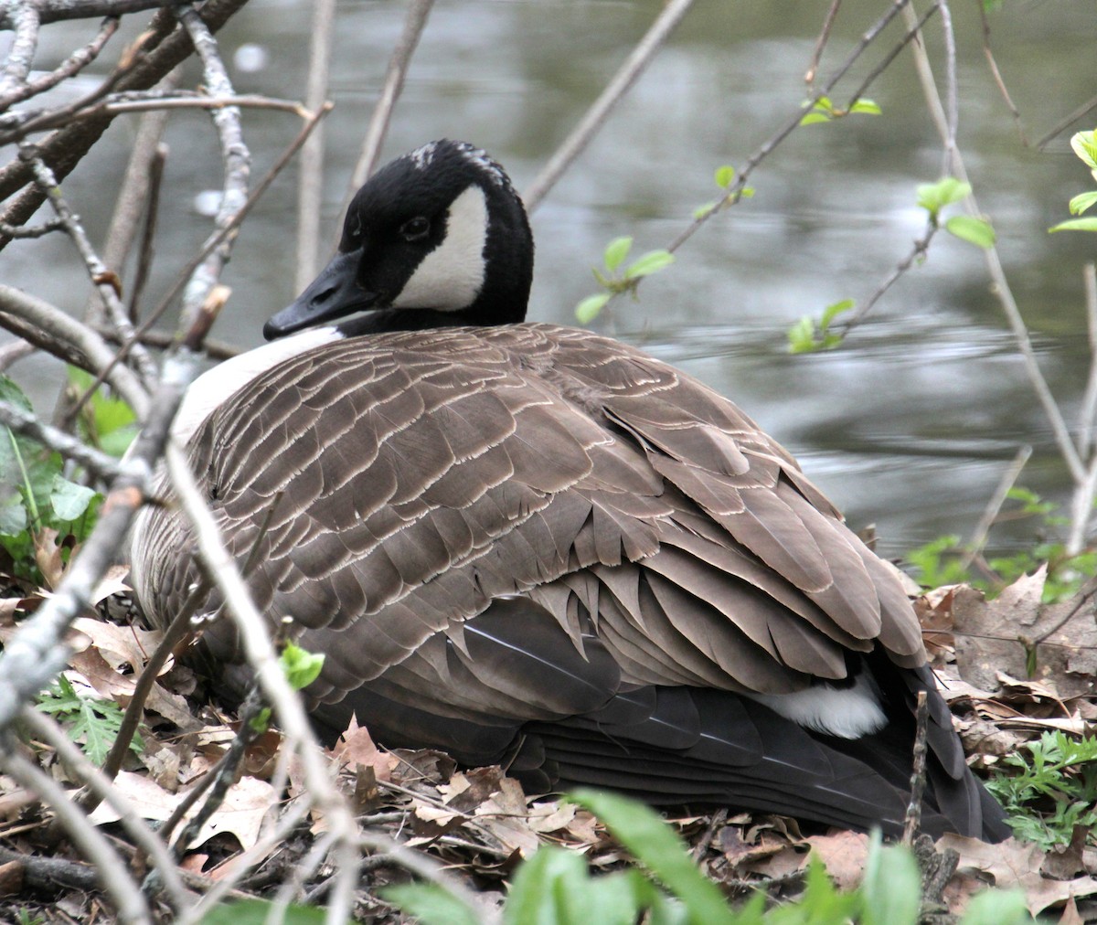 Canada Goose - Samuel Harris