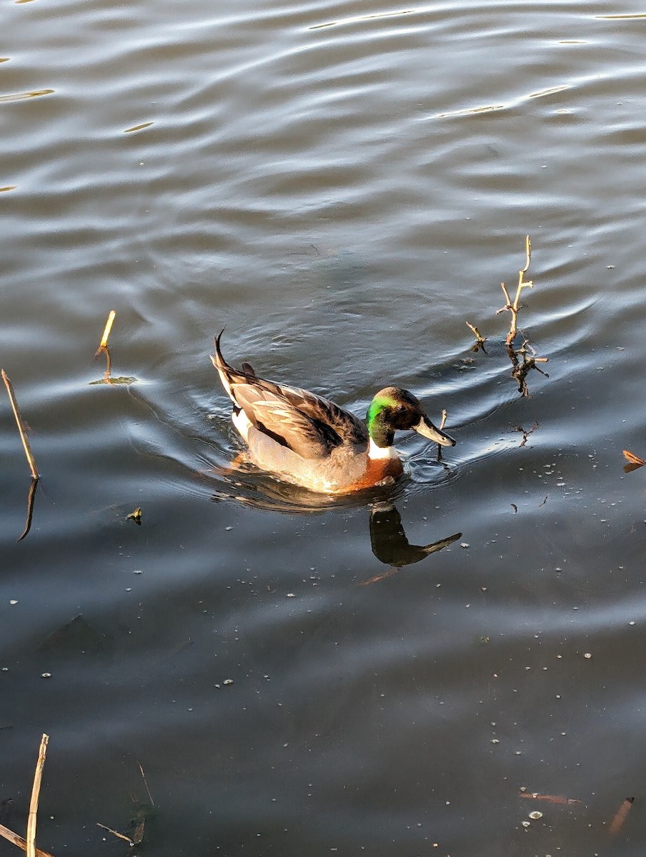 Mallard x Northern Pintail (hybrid) - ML618401664