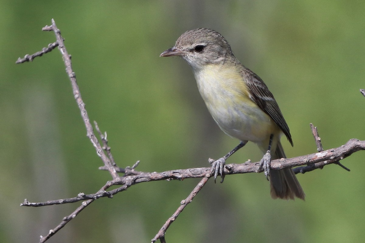 Bell's Vireo - ML618401760