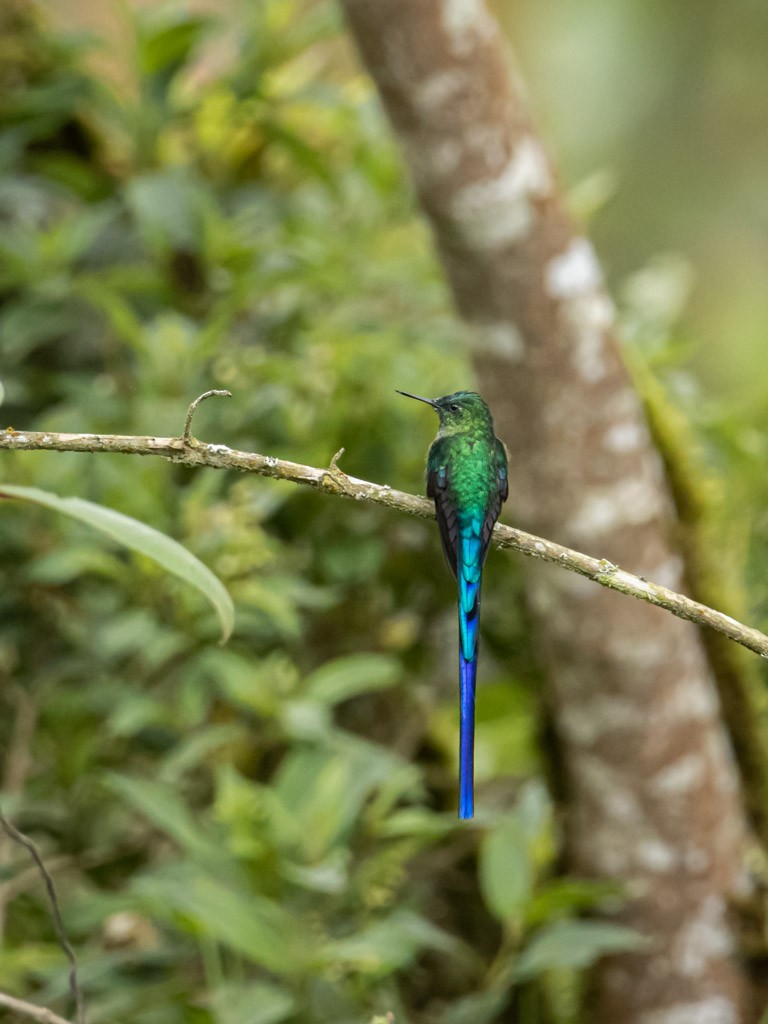 Long-tailed Sylph - OMAR JAVIER LÓPEZ GÓMEZ