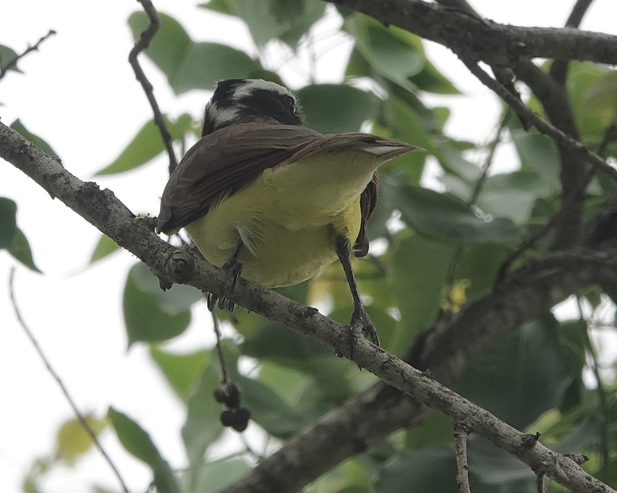 Great Kiskadee - ML618401775