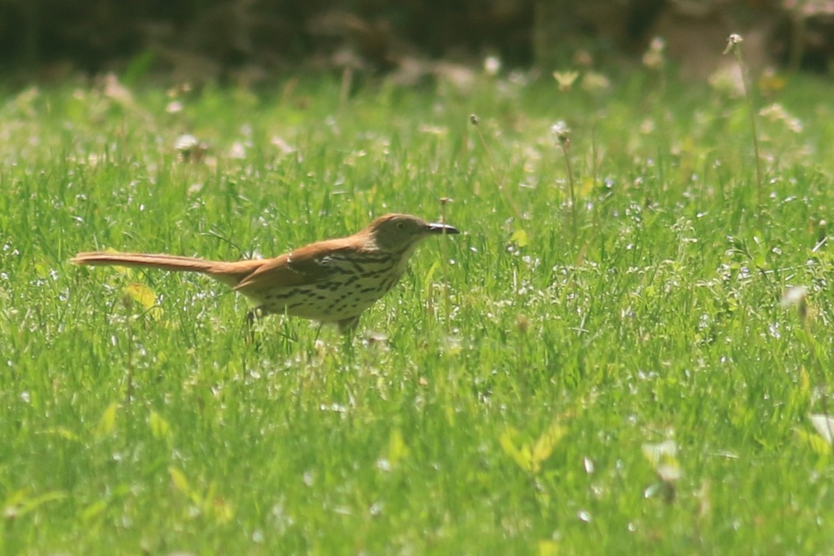 Brown Thrasher - Jennifer Allison