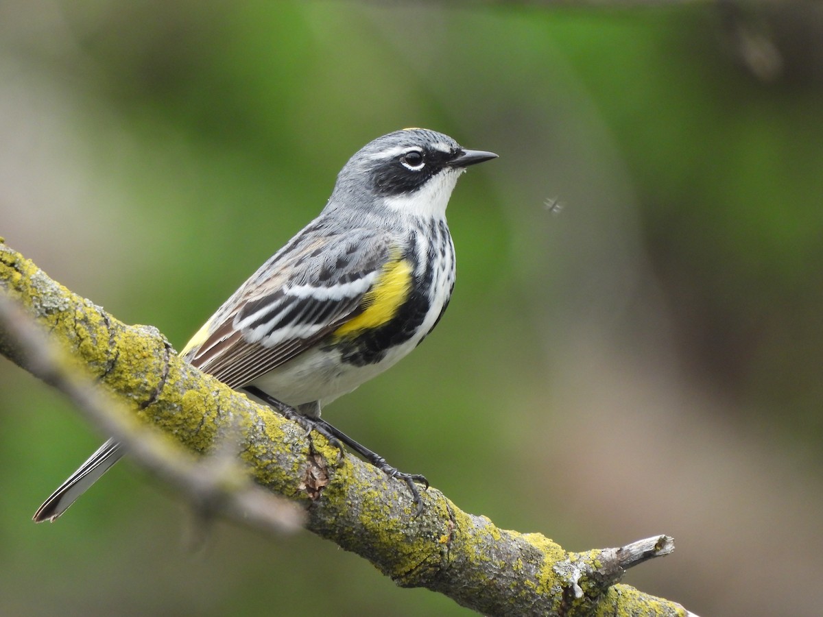 Yellow-rumped Warbler - ML618401791