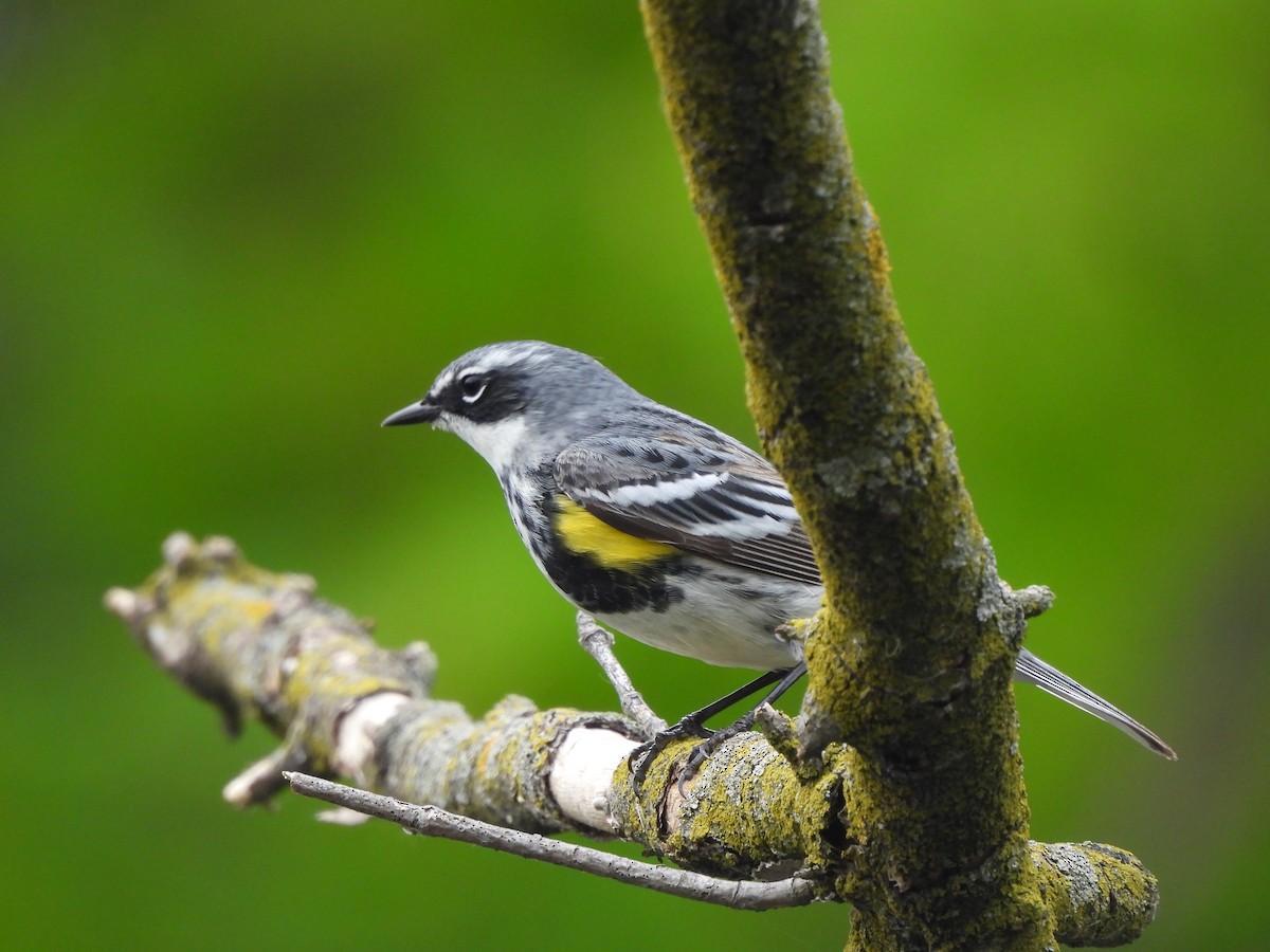 Yellow-rumped Warbler - ML618401792