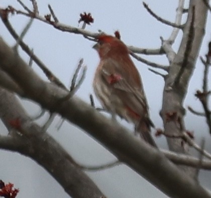 House Finch - ML618401794