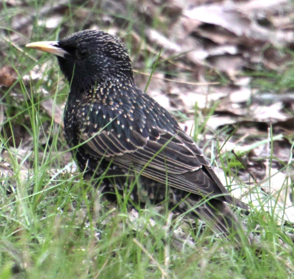 European Starling - Samuel Harris