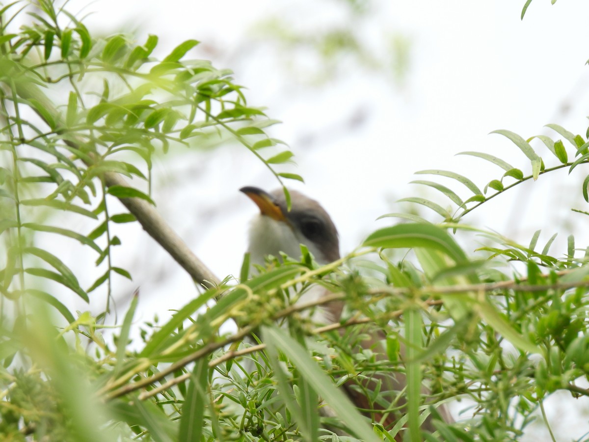 Yellow-billed Cuckoo - ML618401801