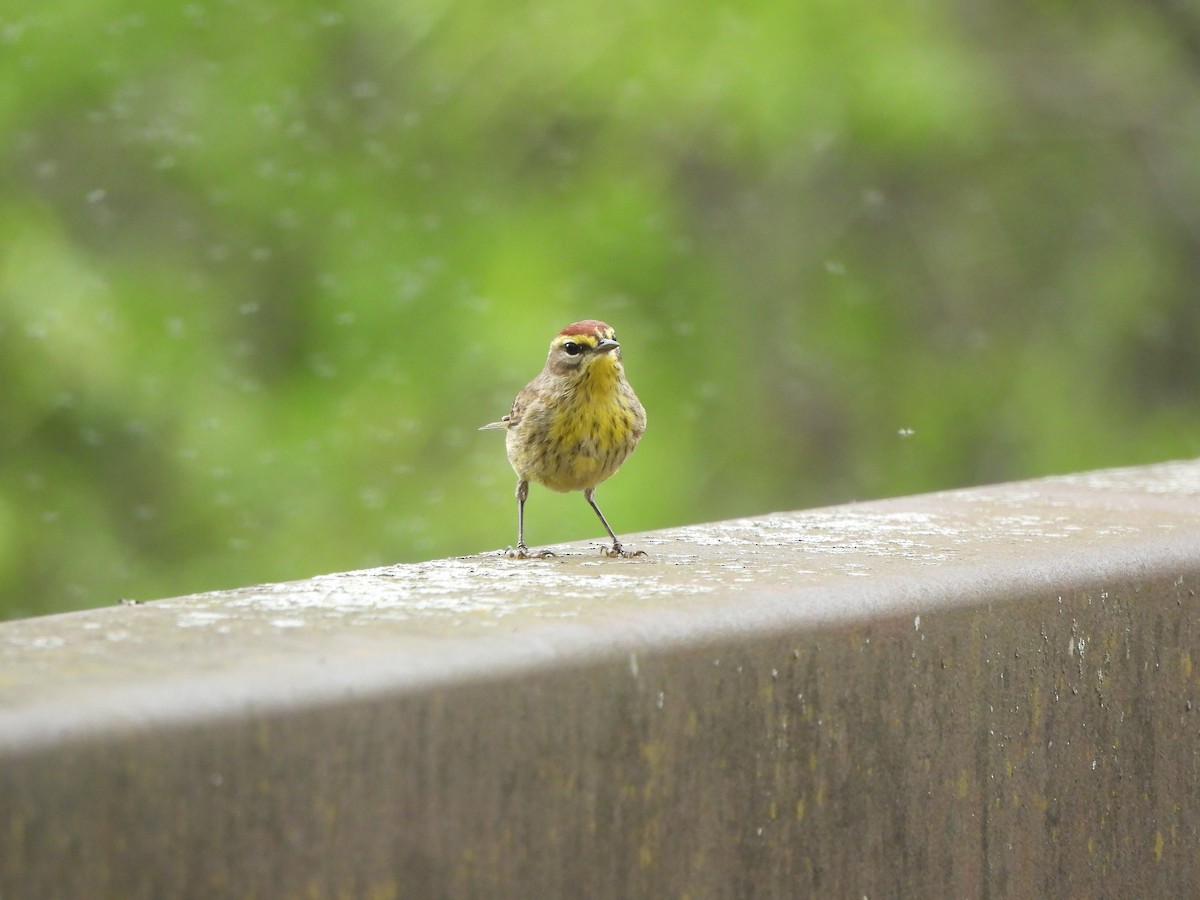 Palm Warbler - ML618401805