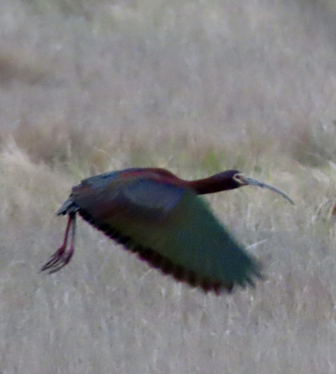 White-faced Ibis - Laurie Reynolds