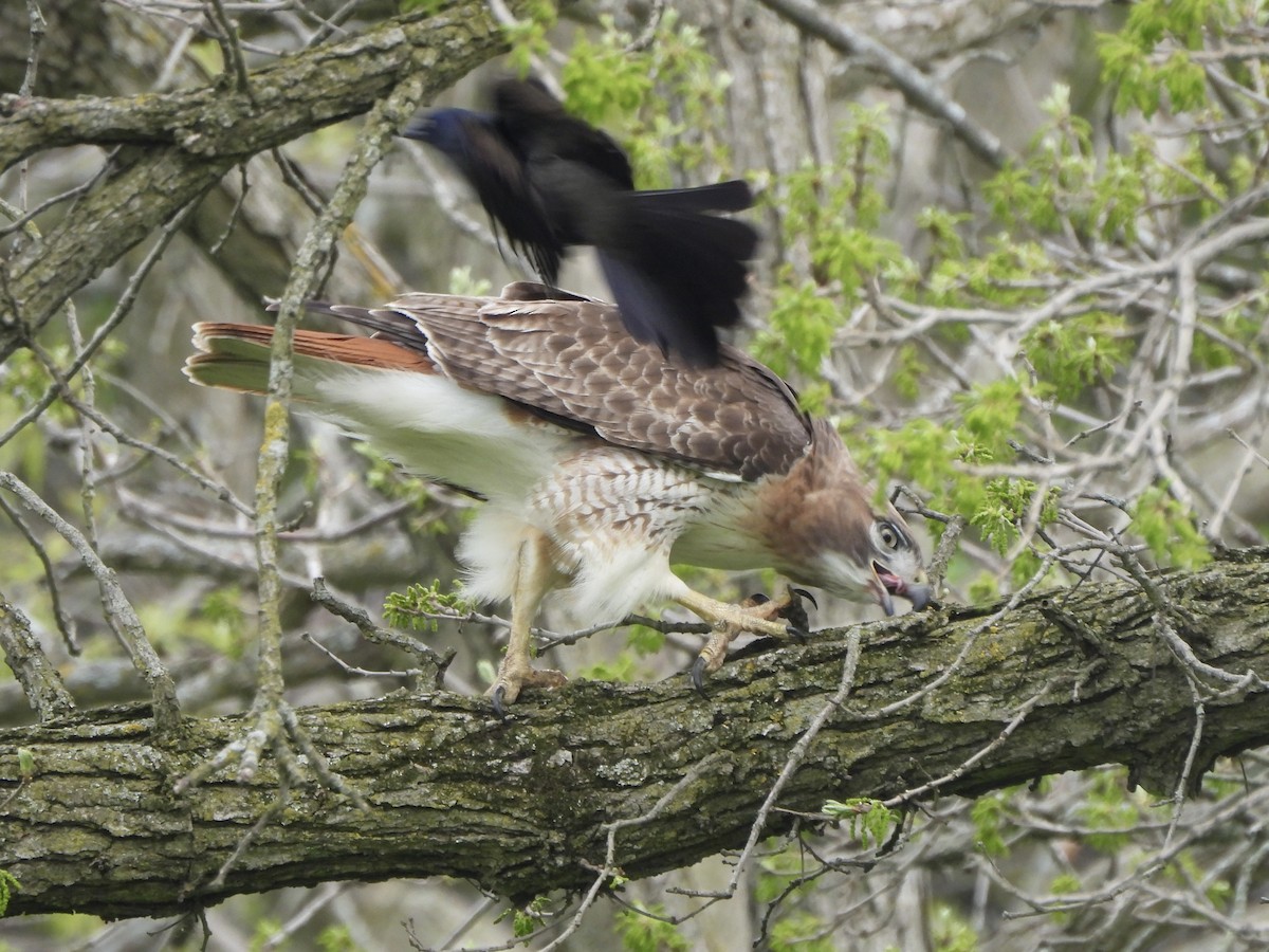 Red-tailed Hawk - ML618401826