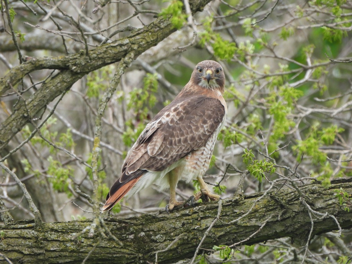 Red-tailed Hawk - ML618401827