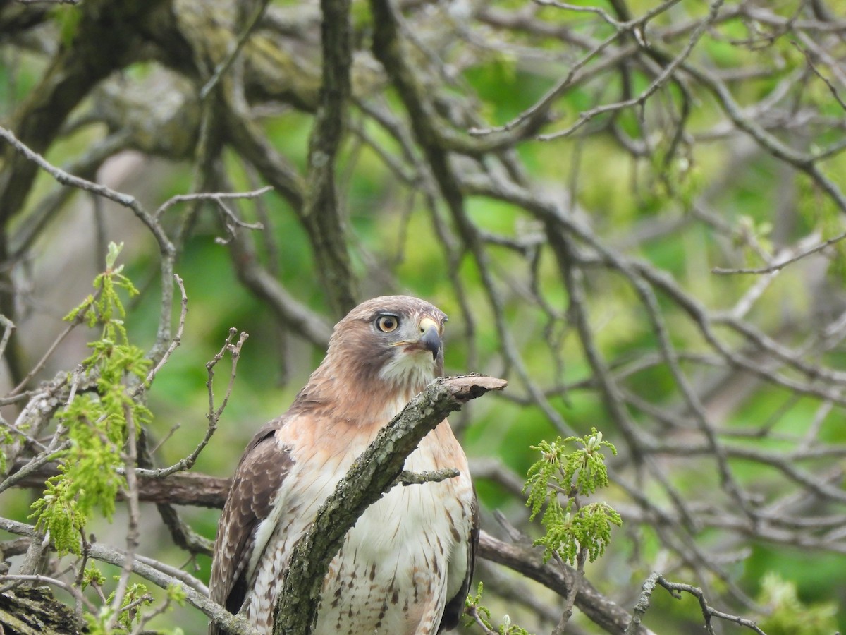 Red-tailed Hawk - ML618401828