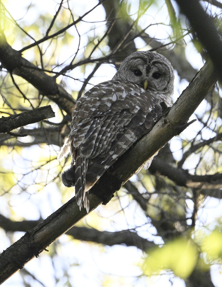 Barred Owl - steve sampson