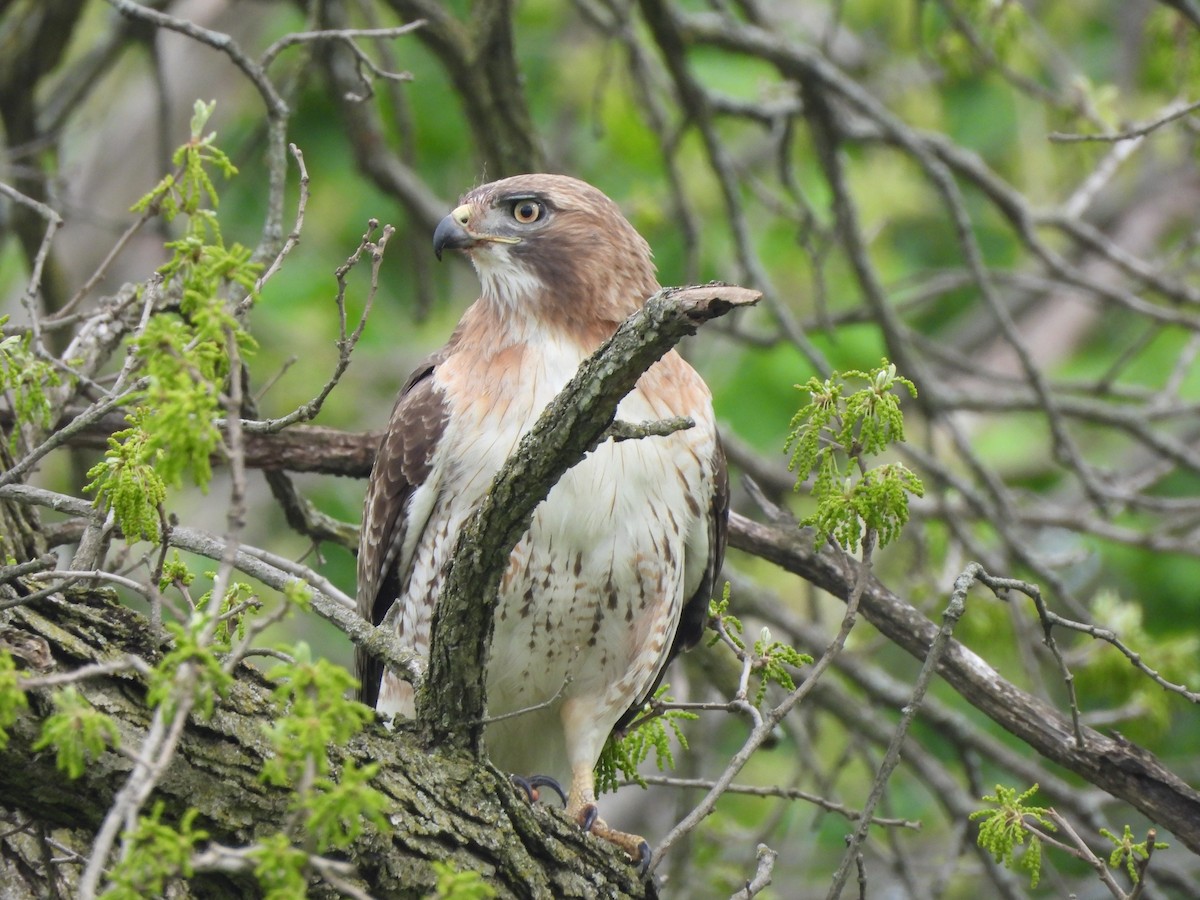 Red-tailed Hawk - ML618401830