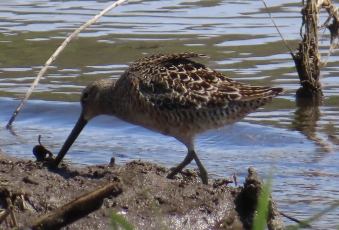 Long-billed Dowitcher - ML618401850
