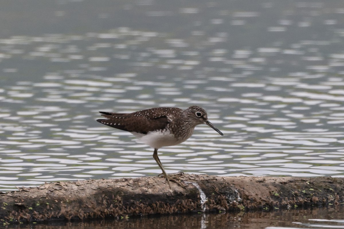 Solitary Sandpiper - ML618401862