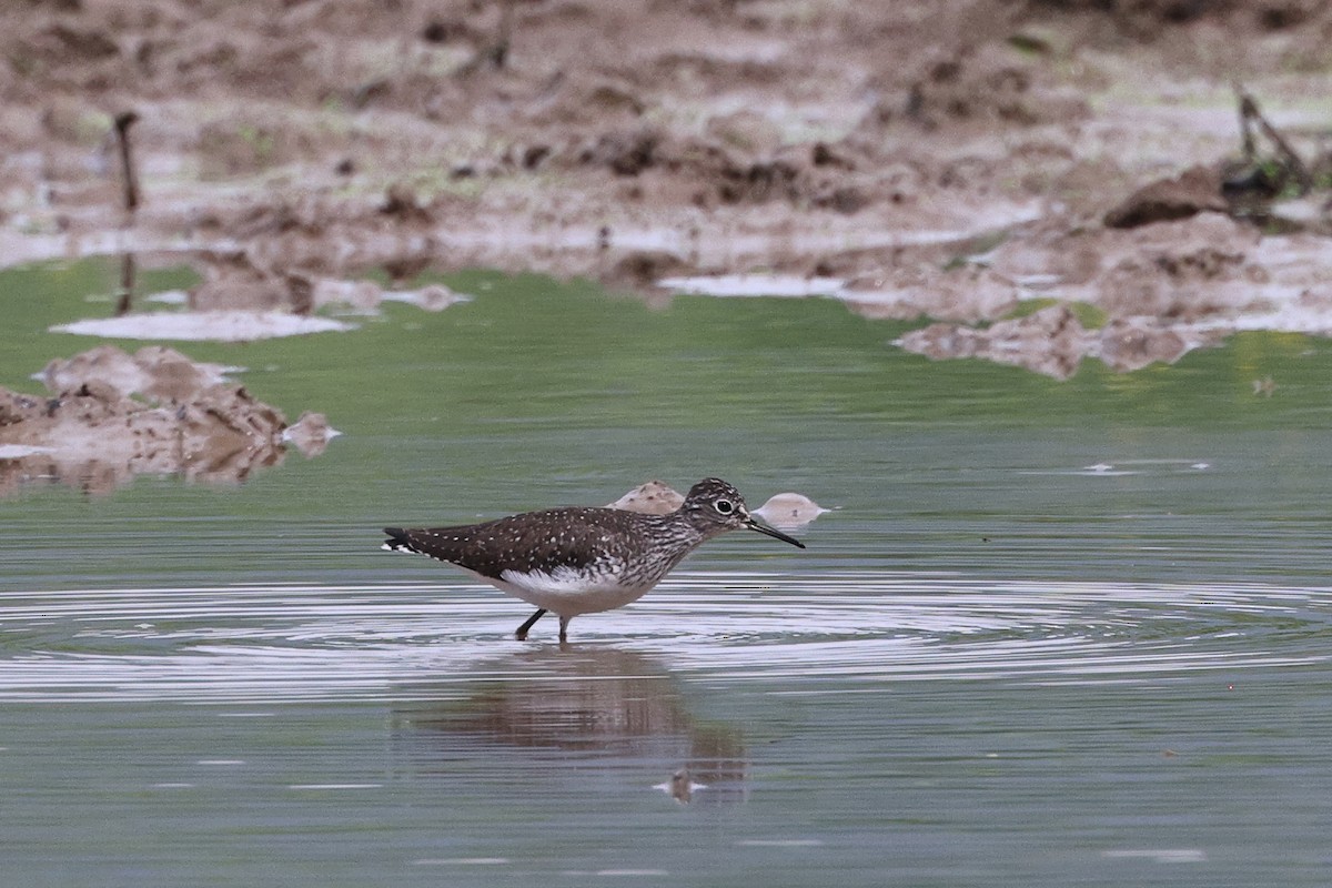 Solitary Sandpiper - ML618401865