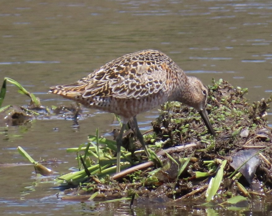 Long-billed Dowitcher - ML618401867
