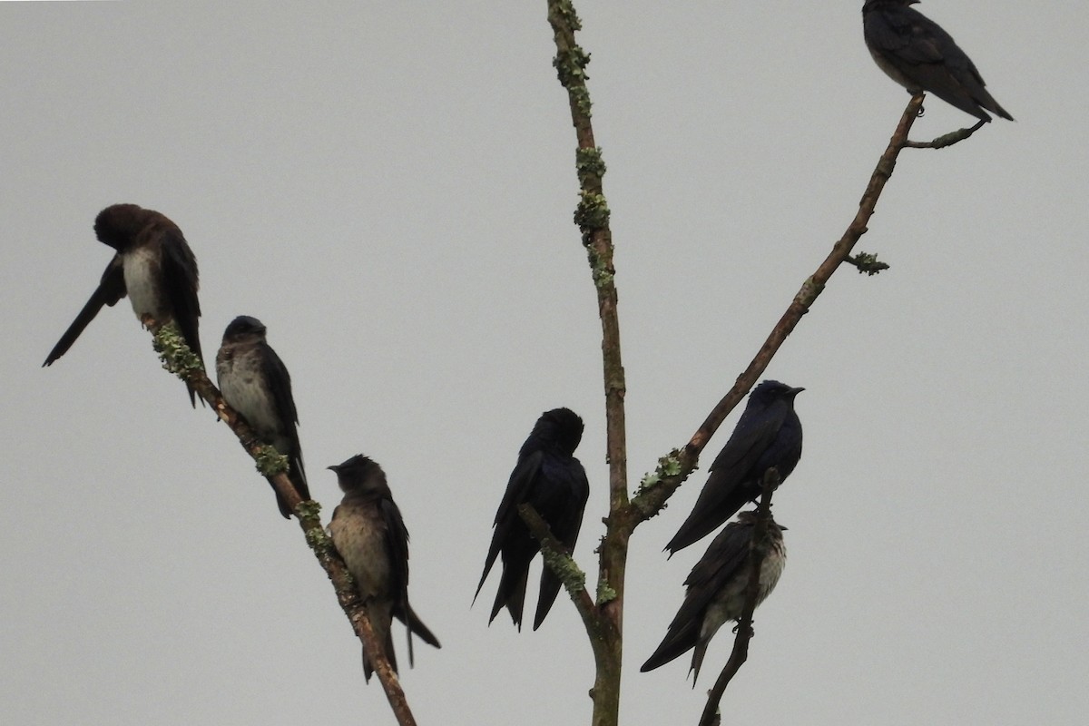 Purple Martin - ML618401872