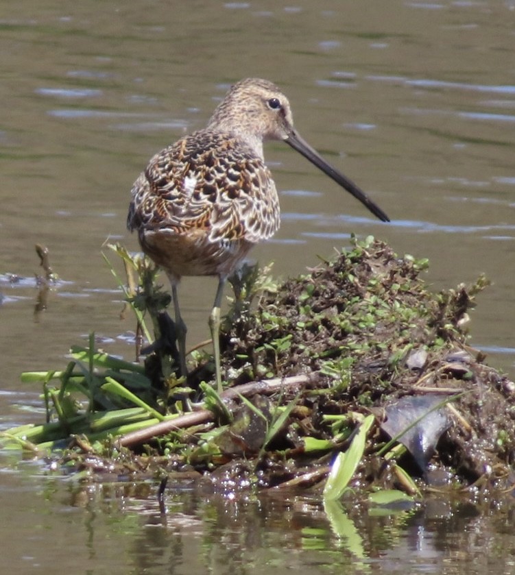 Long-billed Dowitcher - ML618401880