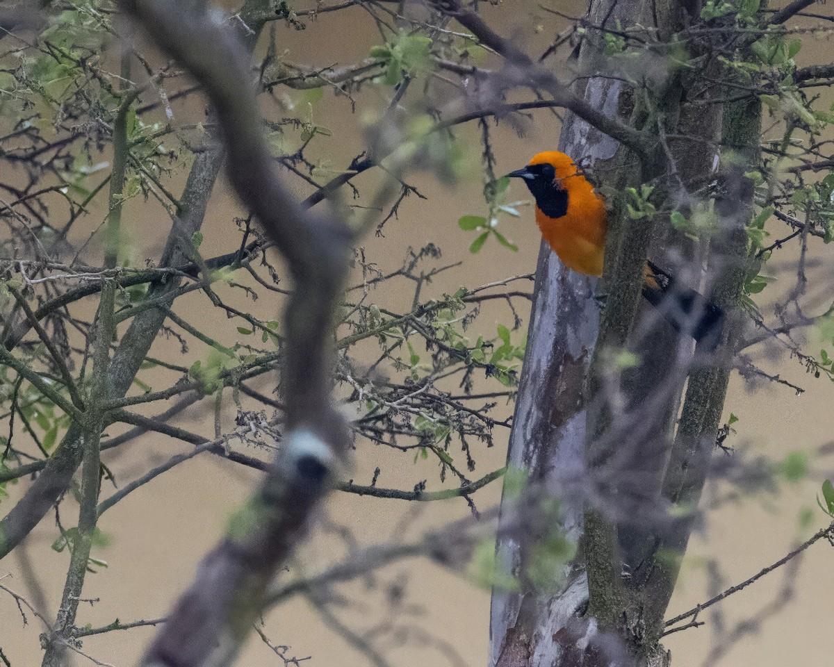 Hooded Oriole - Anonymous