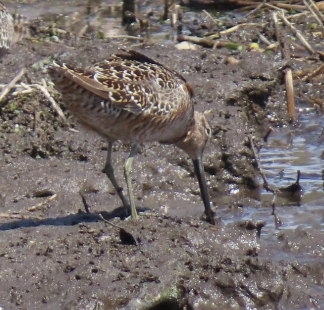 Long-billed Dowitcher - ML618401901