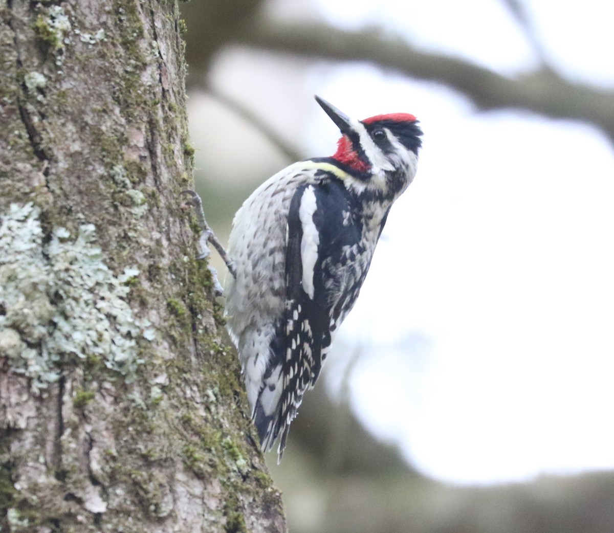 Yellow-bellied Sapsucker - Bobby Brown