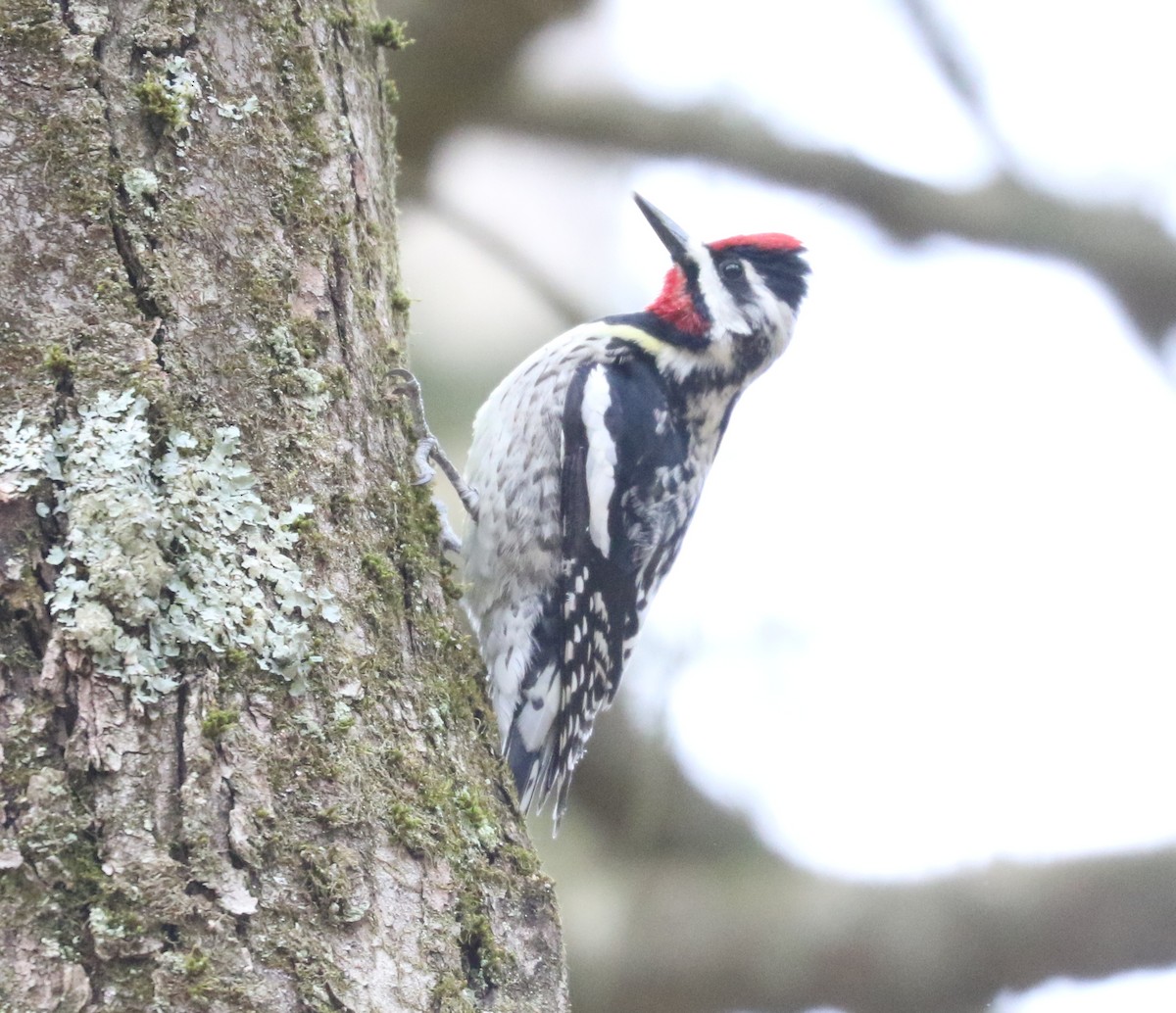 Yellow-bellied Sapsucker - Bobby Brown