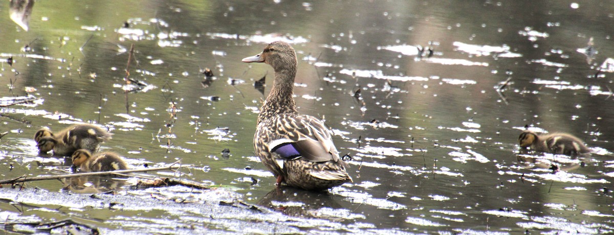 Mallard - Samuel Harris