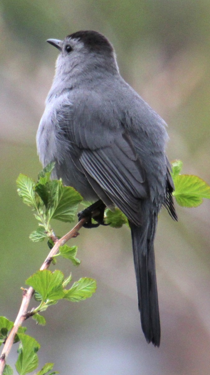 Gray Catbird - Samuel Harris