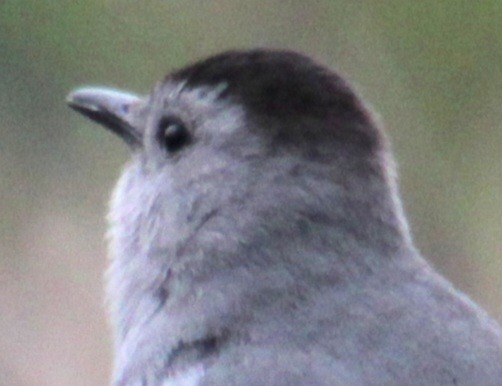 Gray Catbird - Samuel Harris