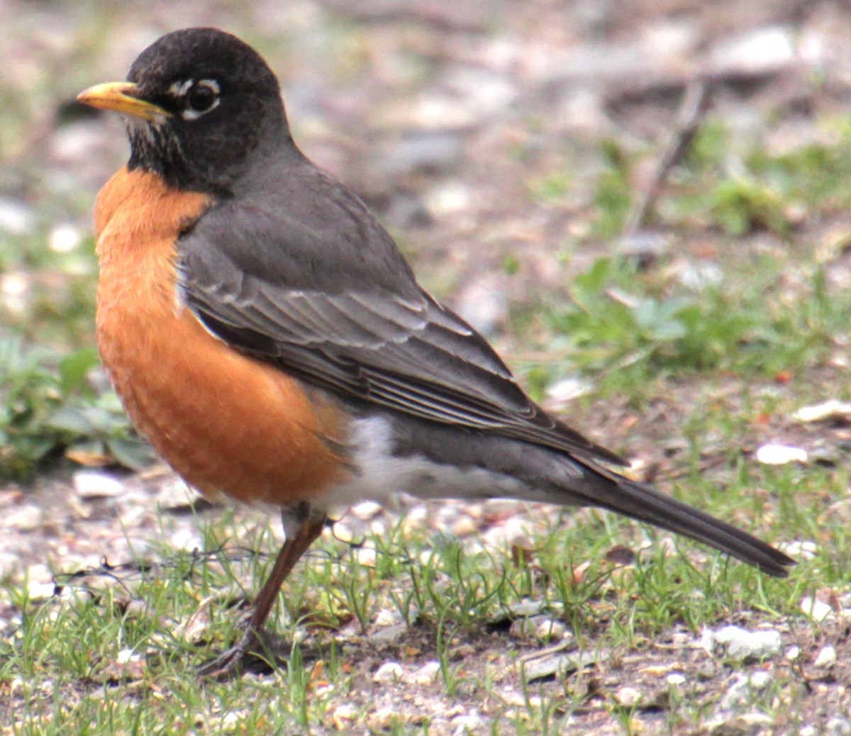 American Robin - ML618401957