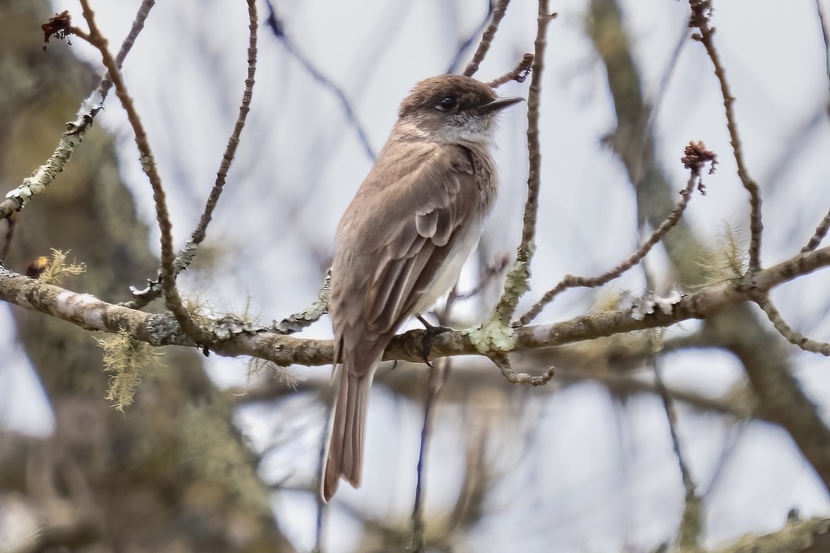 Eastern Phoebe - Shori Velles