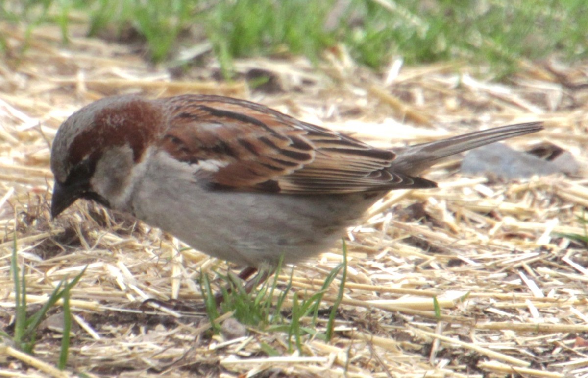 Moineau domestique - ML618401970