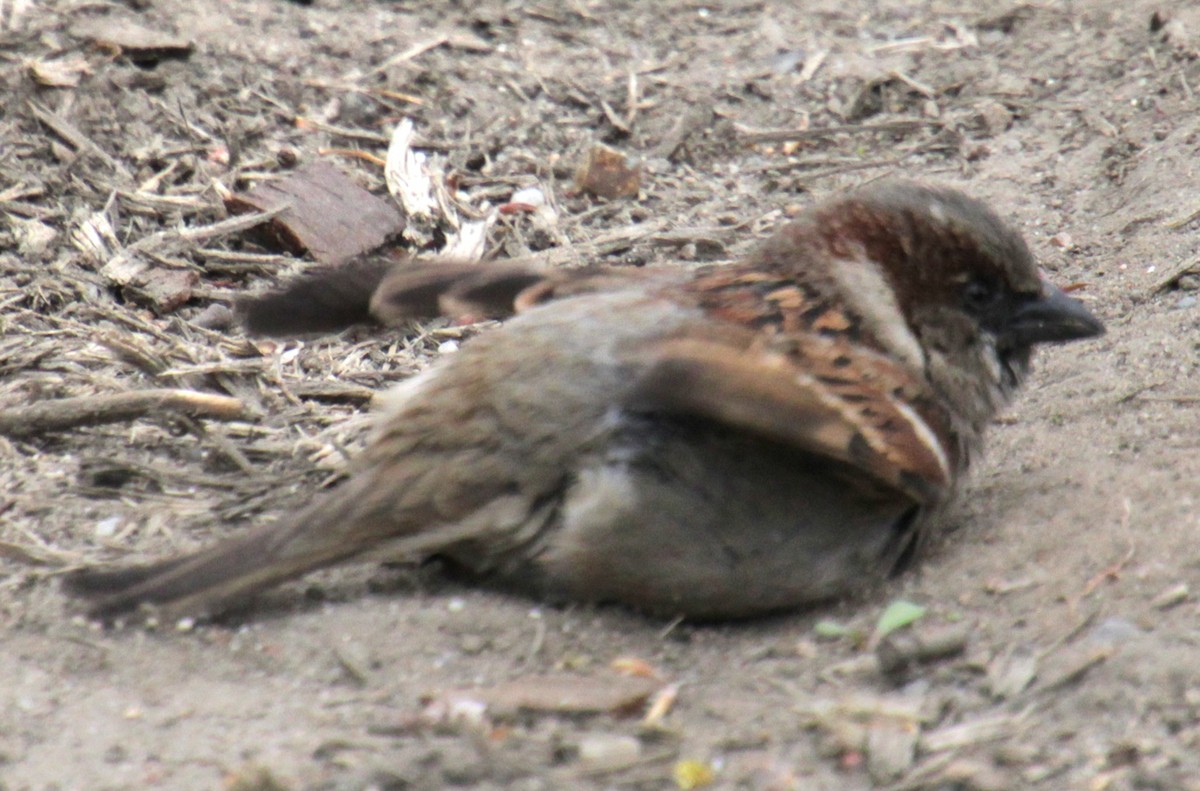 House Sparrow - ML618401971