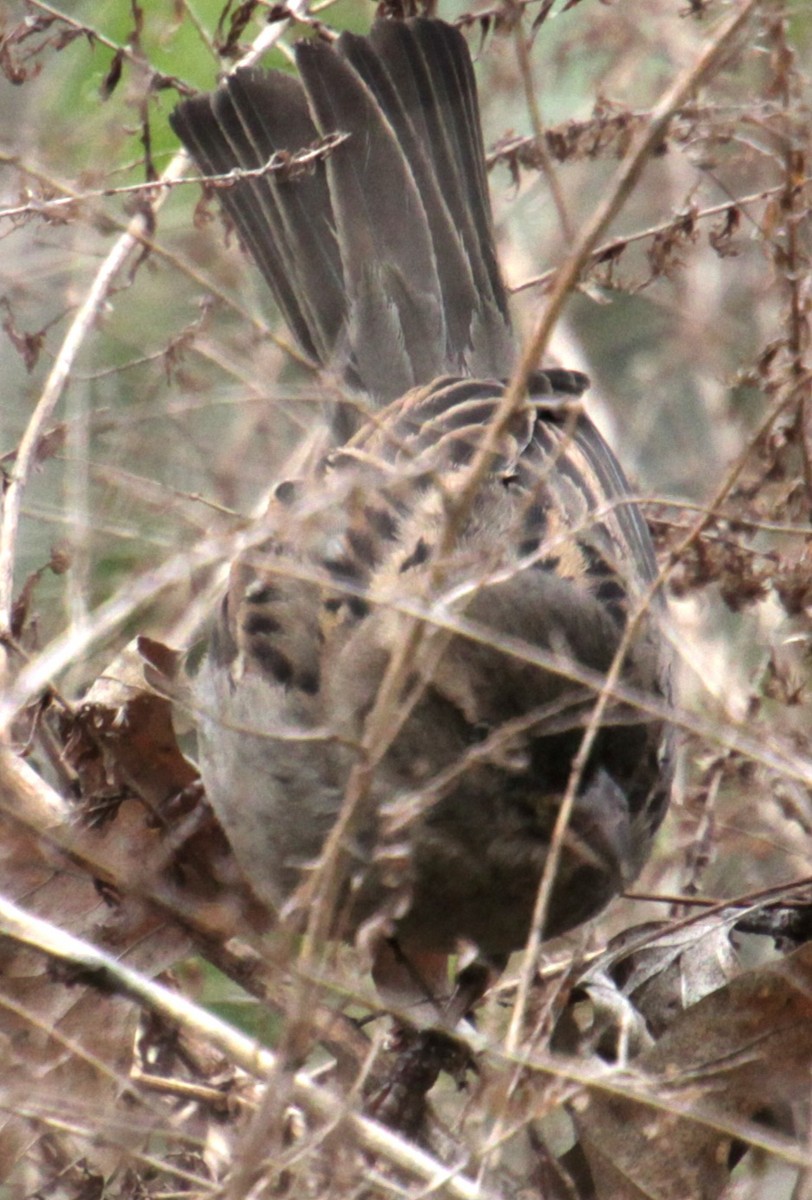 House Sparrow - Samuel Harris