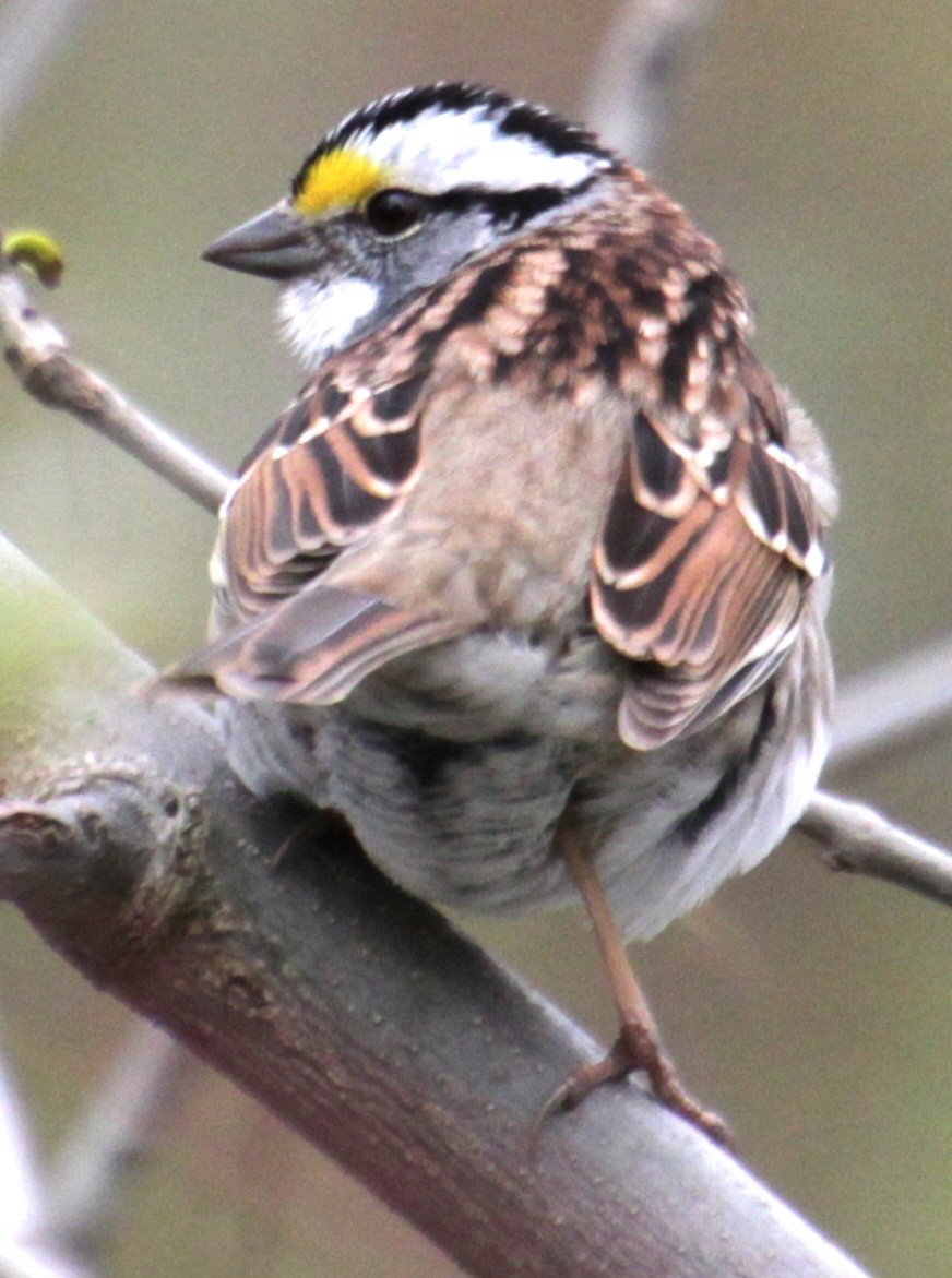 White-throated Sparrow - ML618401982