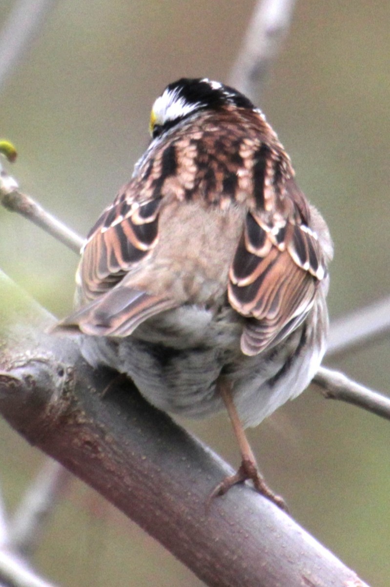 White-throated Sparrow - Samuel Harris