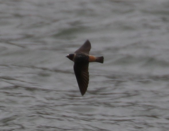 Cliff Swallow - ML618401988