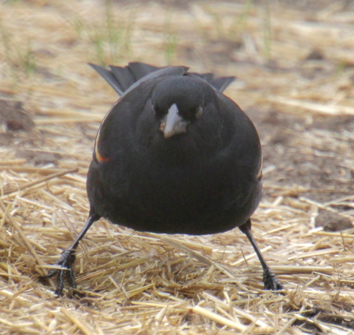 Red-winged Blackbird (Red-winged) - Samuel Harris