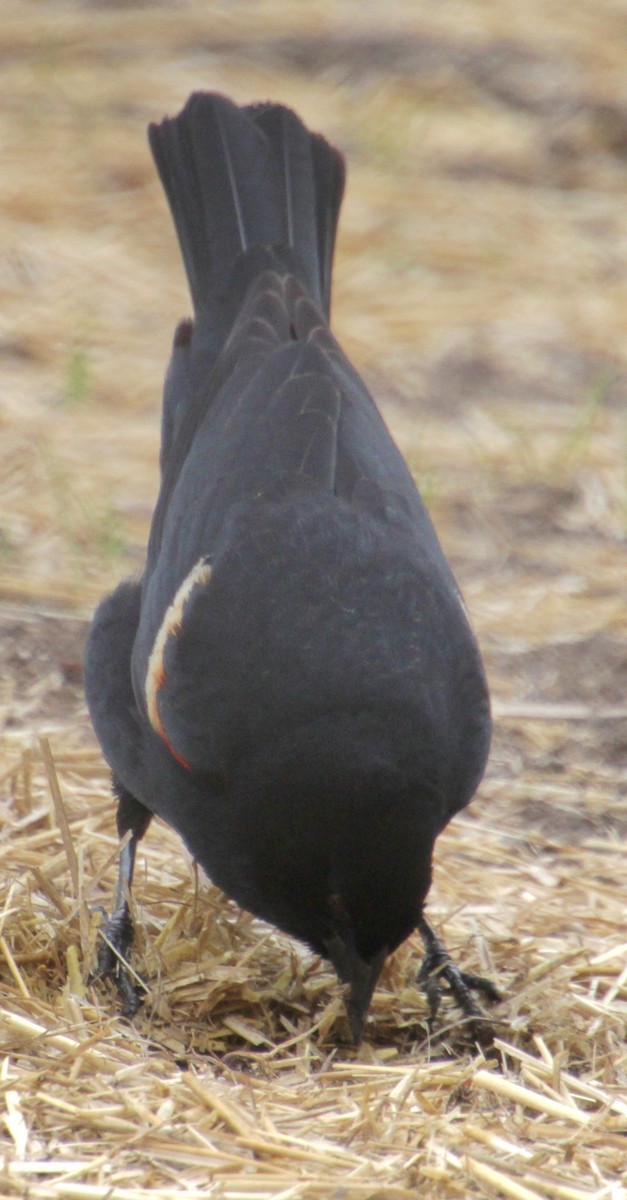 Red-winged Blackbird (Red-winged) - Samuel Harris