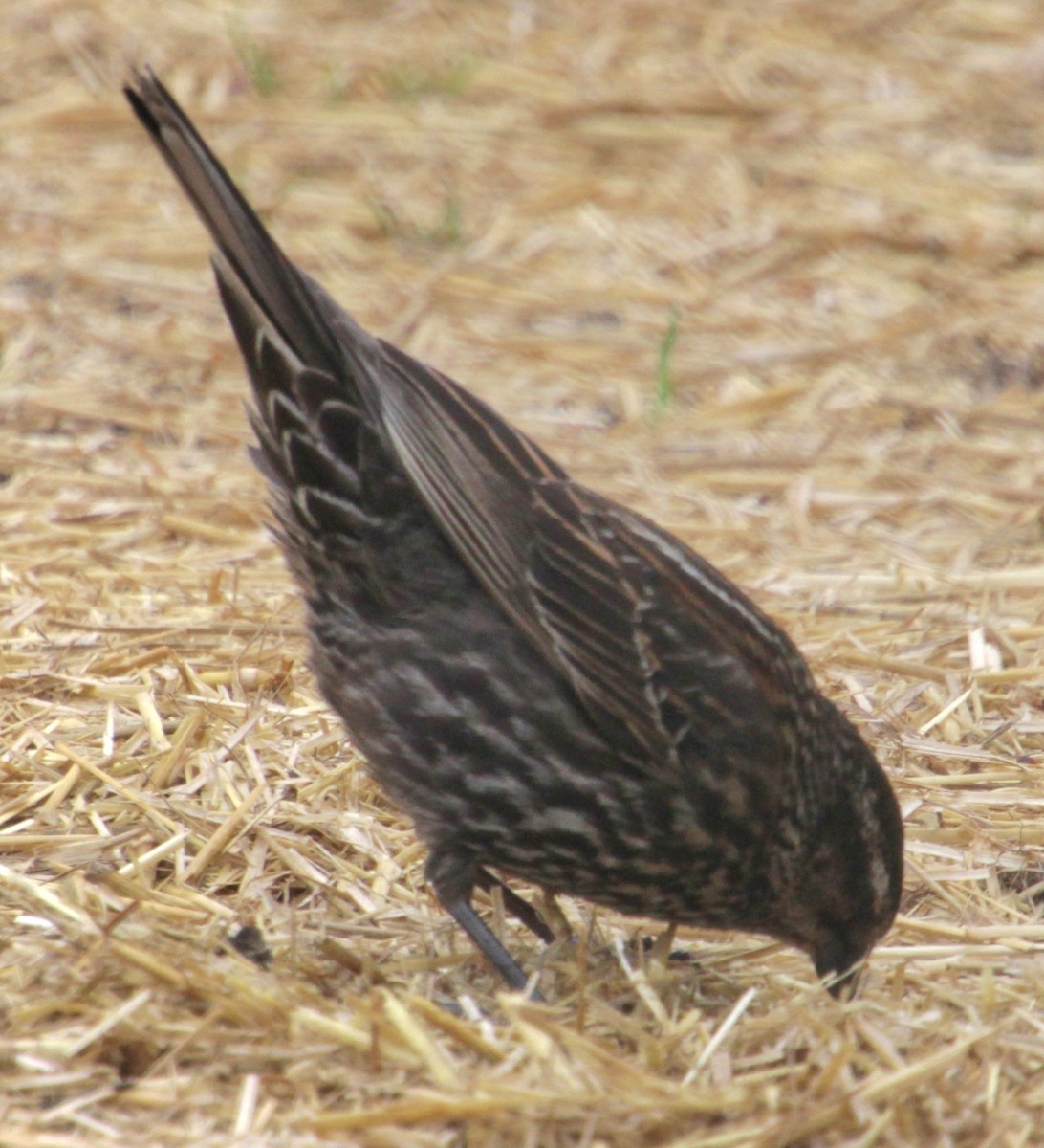 Red-winged Blackbird (Red-winged) - Samuel Harris