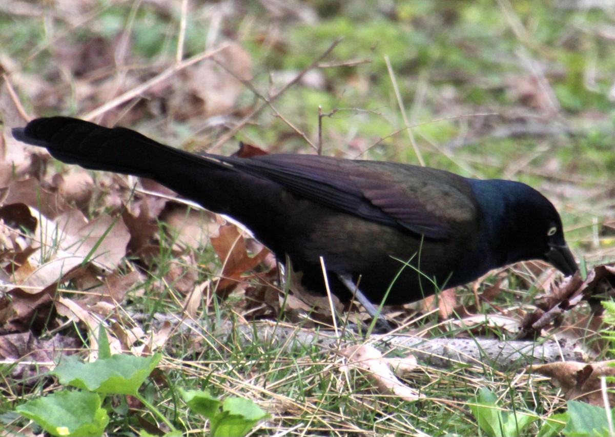 Common Grackle (Bronzed) - ML618402007