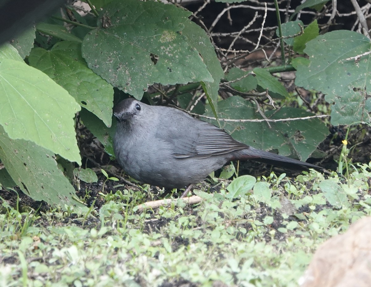 Gray Catbird - Howard Laidlaw