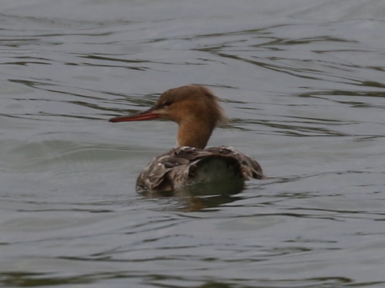 Red-breasted Merganser - Bobby Brown