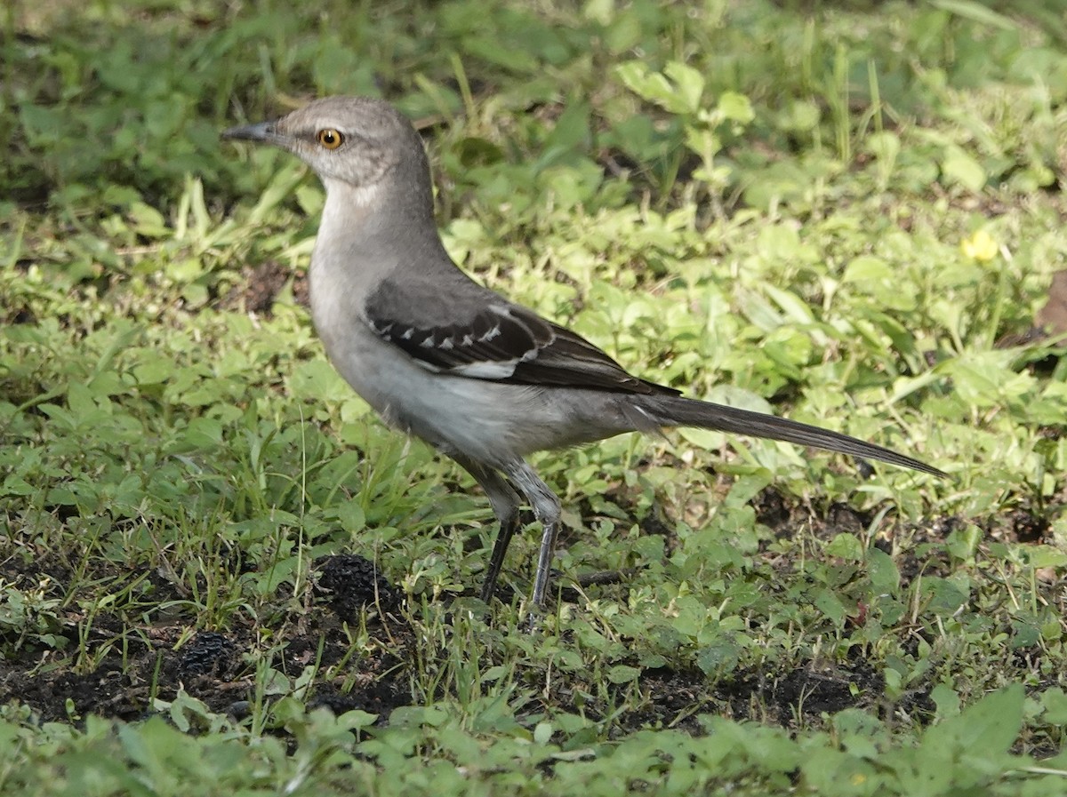 Northern Mockingbird - Howard Laidlaw