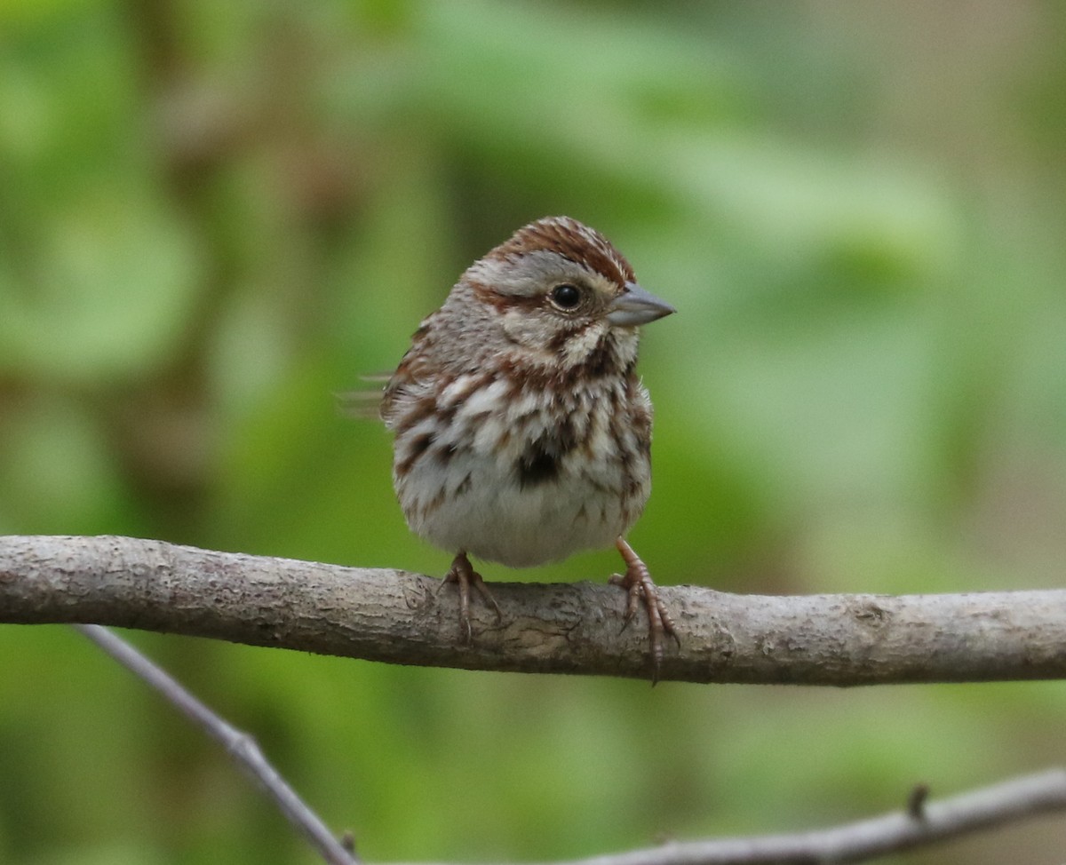 Song Sparrow - Bobby Brown