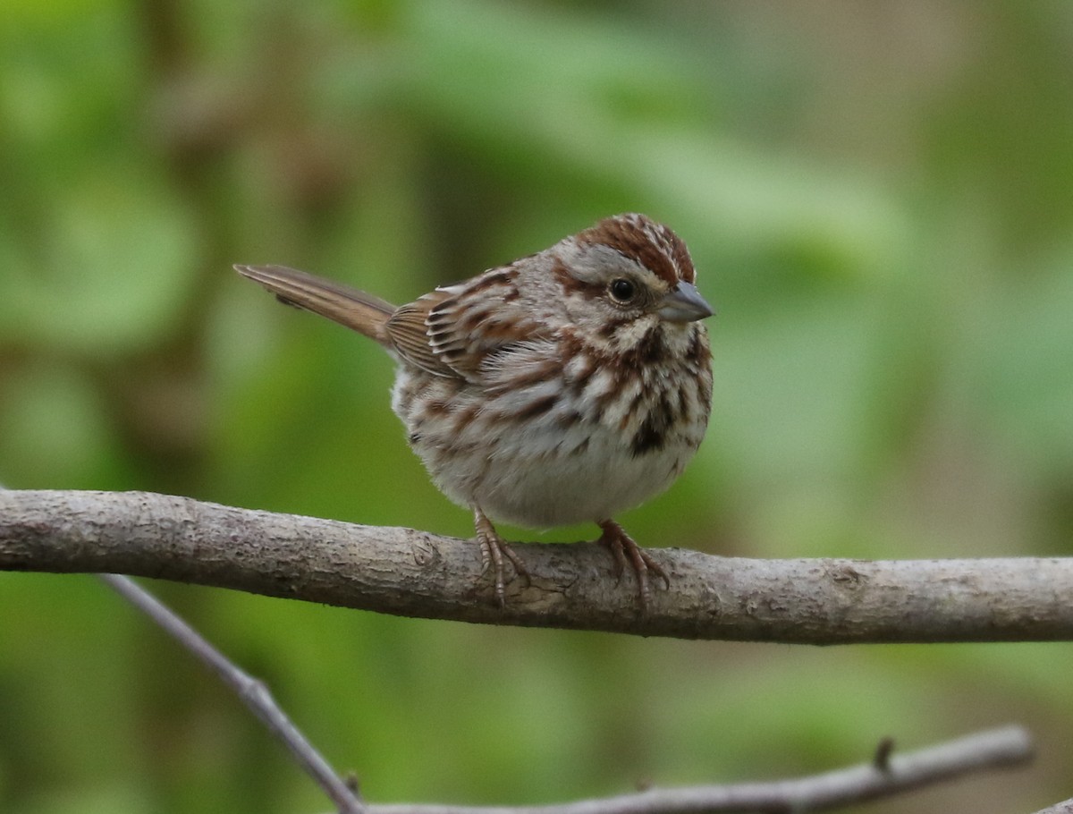 Song Sparrow - ML618402041