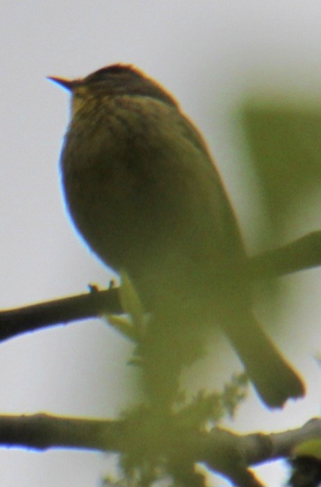 Palm Warbler (Yellow) - ML618402063