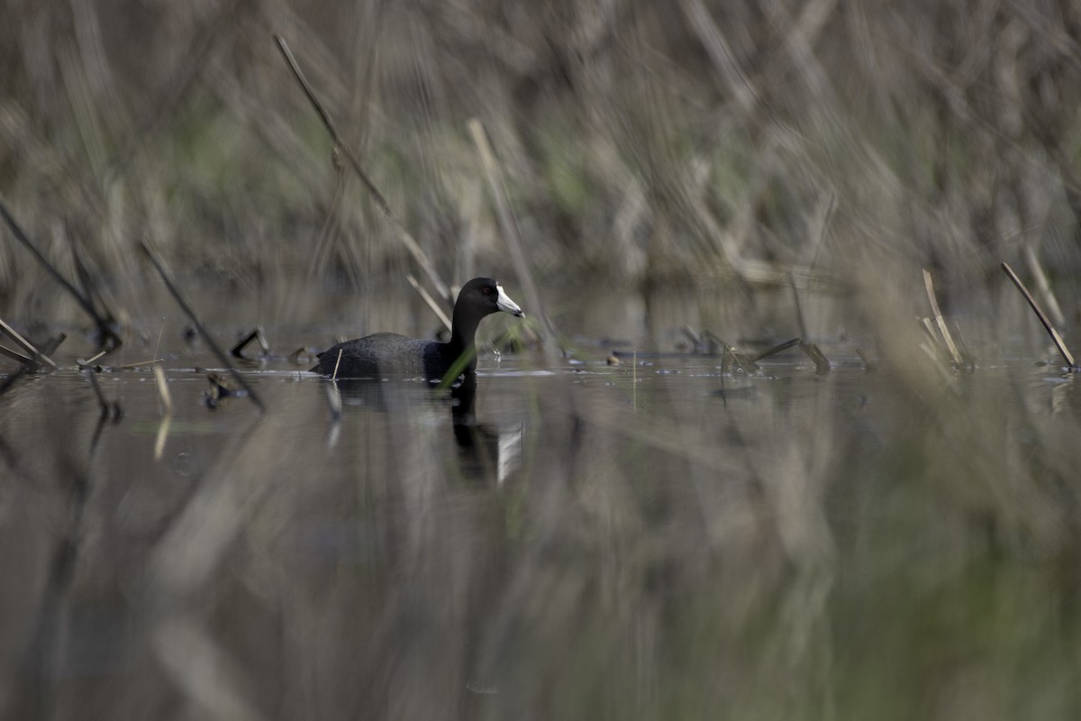 American Coot - ML618402064